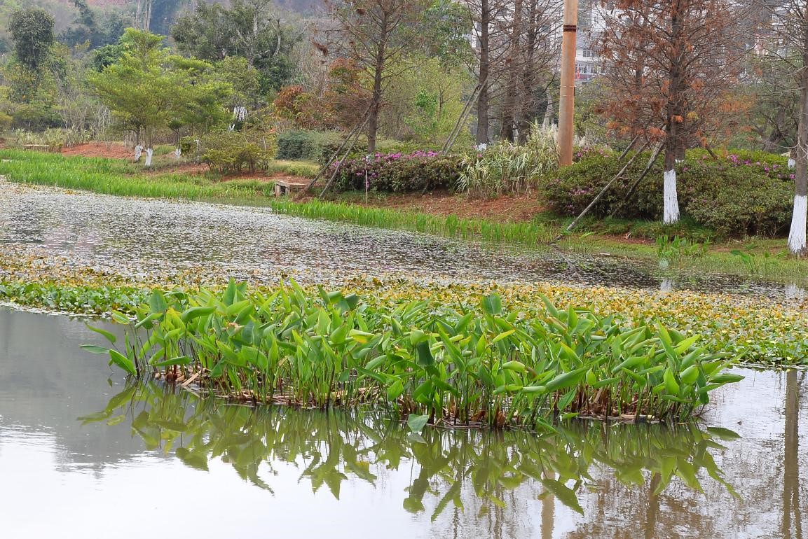 云南普洱五湖国家湿地公园植物概况